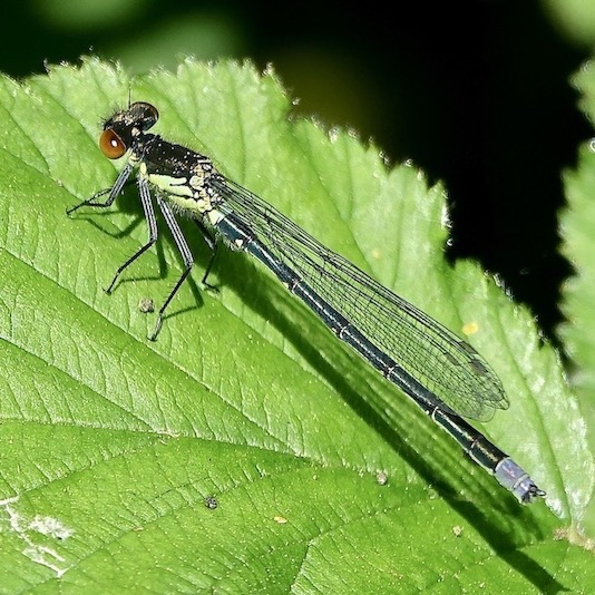 red-eyed damselfly